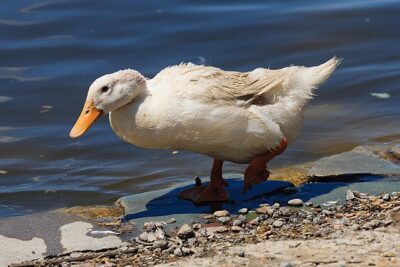 Marreco de Pequim (Anas platyrhynchos domesticus)