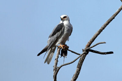 Gavião-Peneira (Elanus leucurus)
