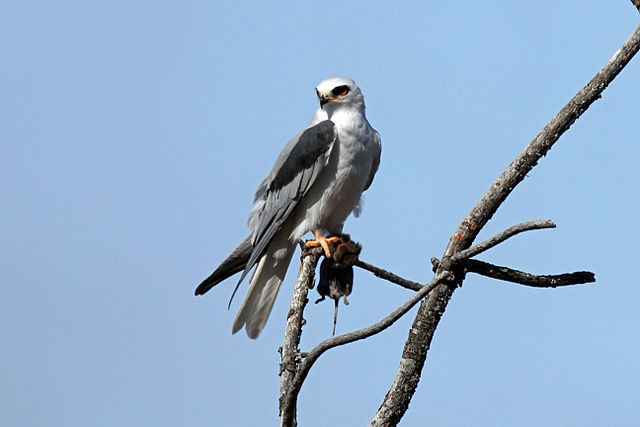 Gavião-Peneira (Elanus leucurus)