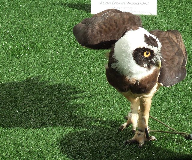 Murucututueira / Coruja-de-Óculos (Pulsatrix perspicillata)