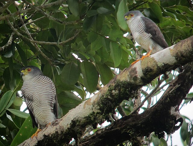 Gavião-de-Penacho-Pequeno (Accipiter superciliosus)
