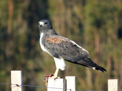 Gavião-de-Rabo-Branco (Geranoaetus albicaudatus)