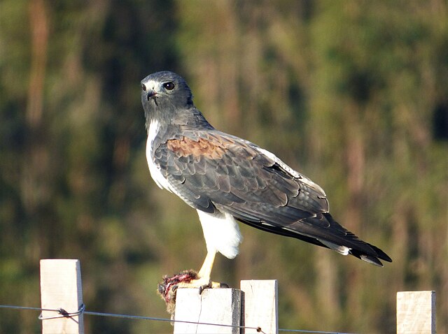 Gavião-de-Rabo-Branco (Geranoaetus albicaudatus)