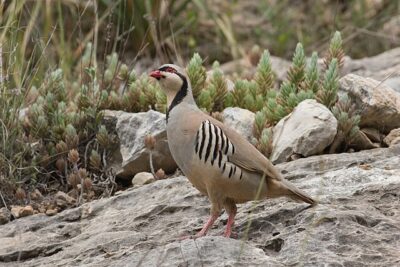 Perdiz-Chukar (Alectoris chukar)