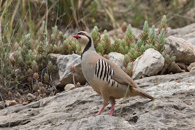 Perdiz-Chukar (Alectoris chukar)