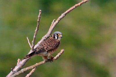 Quiri-Quiri (Falco sparverius)