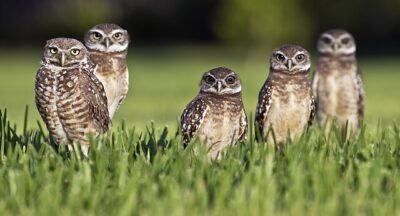 Coruja-Buraqueira (Athene cunicularia)