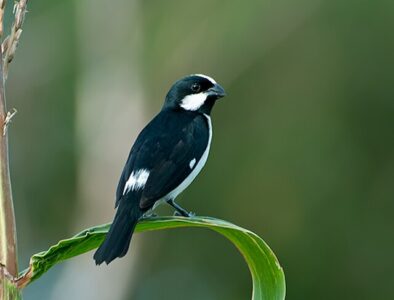 Bigodinho (Sporophila lineola)