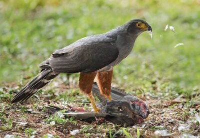 Gavião-Bombachinha (Accipiter bicolor)
