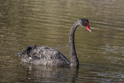 Cisne-Negro (Cygnus atratus)