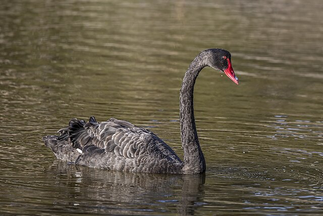 Cisne-Negro (Cygnus atratus)