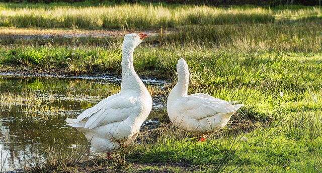Ganso-Sebastopol (Anser anser domesticus)