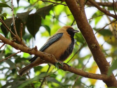 Saíra-Amarela (Stilpnia cayana)