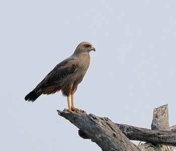 Gavião-Caboclo (Heterospizias meridionalis)