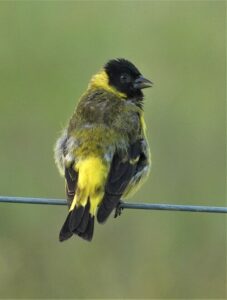 Pintassilgo-Pinheirinho (Spinus magellanicus)
