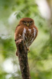 Caburé-Miudinho (Glaucidium minutissimum)