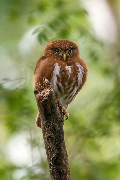 Caburé-Miudinho (Glaucidium minutissimum)