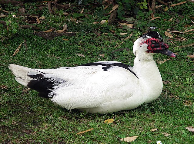 Pato-Mudo / Pato-Bravo (Cairina moschata)