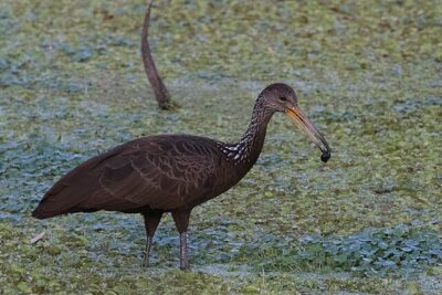Carão (Aramus guarauna)