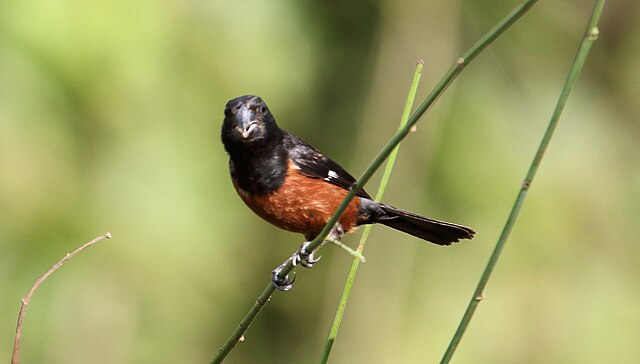 Curió (Oryzoborus angolensis)