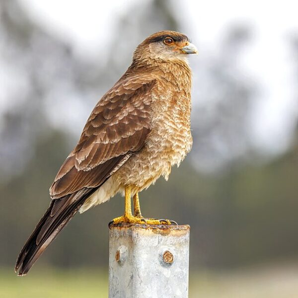 Gavião-Chimango (Milvago chimango)