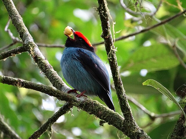 Tangará-Dançarino (Chiroxiphia caudata)