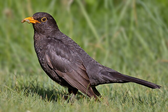 Melro-Preto (Turdus merula)