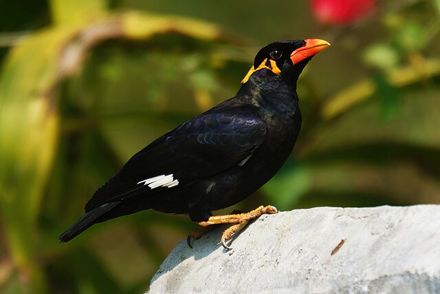 Mainá-da-Índia (Gracula religiosa)