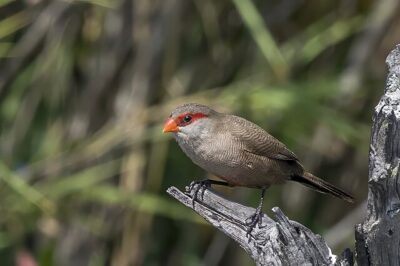 Bico-de-Lacre (Estrilda astrild)