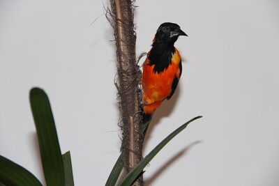 Corrupião / Concriz (Icterus jamacaii)