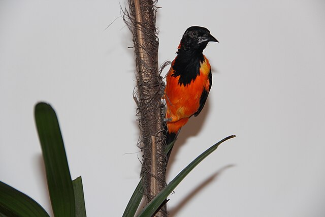 Corrupião / Concriz (Icterus jamacaii)
