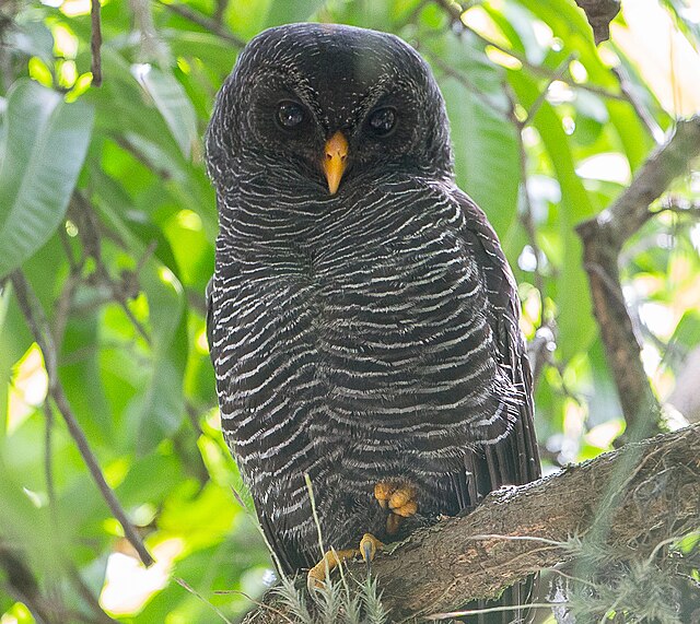 Coruja-Preta (Strix huhula)