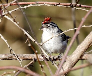 Cravina (Coryphospingus pileatus)