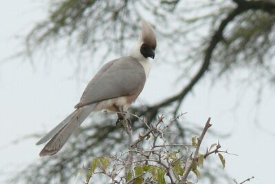 Turaco-Mascarado (Corythaixoides personatus)