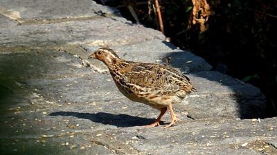 Codorna-Japonesa (Coturnix japonica)