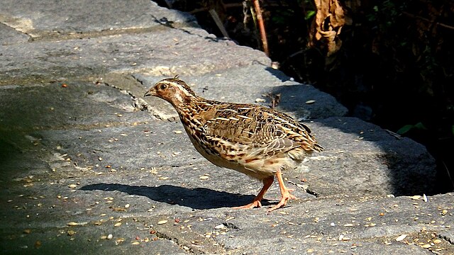 Codorna-Japonesa (Coturnix japonica)