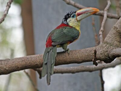Araçari-Multicolorido (Pteroglossus beauharnaesii)
