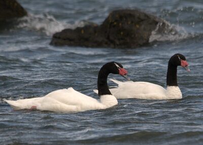 Cisne-de-Pescoço-Negro (Cygnus melancoryphus)