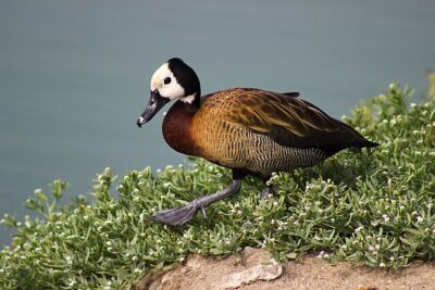Marreca-Irere (Dendrocygna viduata)