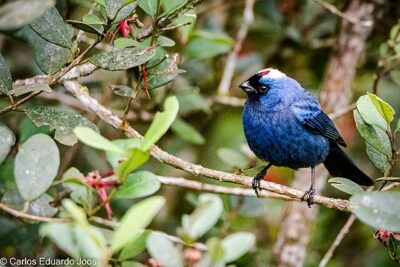 Sanhaçu-Frade (Stephanophorus diadematus)