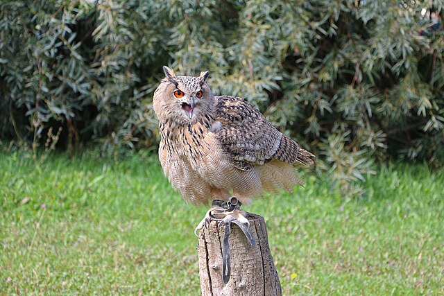 Corujão-Orelhudo (Bubo virginianus)
