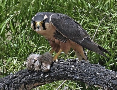 Falcão-de-Coleira (Falco femoralis)