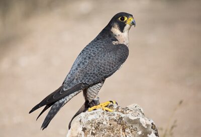 Falcão-Peregrino (Falco peregrinus)