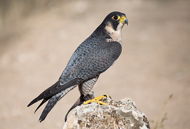 Falcão-Peregrino (Falco peregrinus)