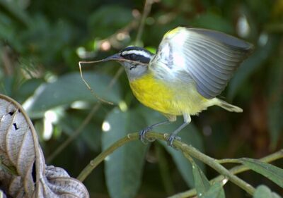 Cambacica (Coereba flaveola)