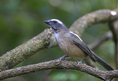 Trinca-Ferro (Saltator similis)