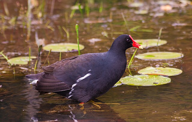 Frango-d'Água-Comum (Gallinula galeata)