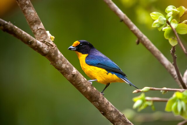 Gaturamo-Verdadeiro (Euphonia violacea)