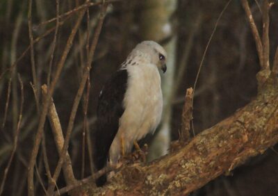Gavião-Pombo-Grande (Leucopternis polionotus)