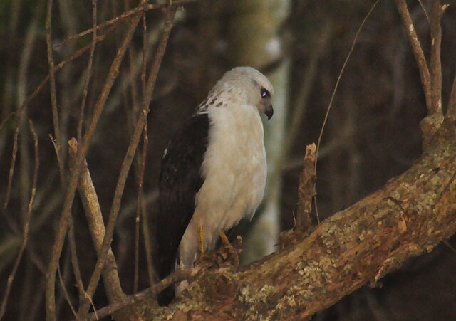 Gavião-Pombo-Grande (Leucopternis polionotus)